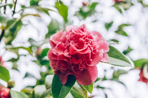 Rosa Kamelienbaum mit blühenden Blumen