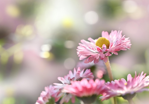 Rosa Kamillenblüten auf verschwommenem Hintergrund