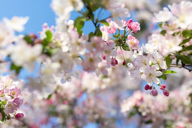 Rosa Kirschbaumblüte auf einer unscharfen