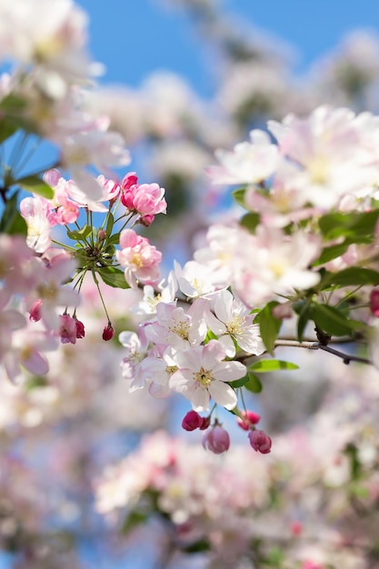 Rosa Kirschbaumblüte auf verschwommenem Hintergrund Selektiver Fokus hautnah