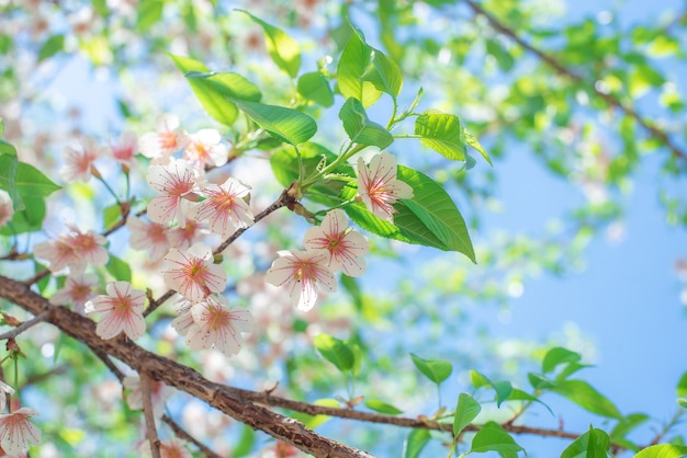 Rosa Kirschbaumblüten blühen im Frühling Ostern gegen einen natürlichen sonnigen verschwommenen g