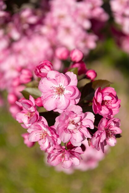 Rosa Kirschbaumblume auf blühendem selektivem Fokus des Frühlinges