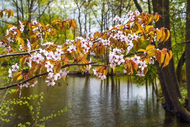 Rosa Kirschblüte blüht am Ufer des Sees im Park