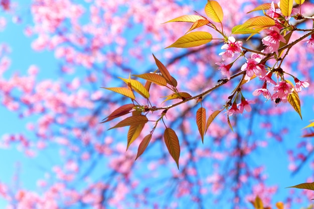 Rosa Kirschblüte im Frühjahr