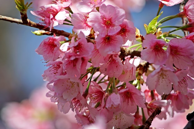 Rosa Kirschblüte in Japan Urlaub Blüte