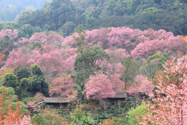 Rosa Kirschblüte in Thailand