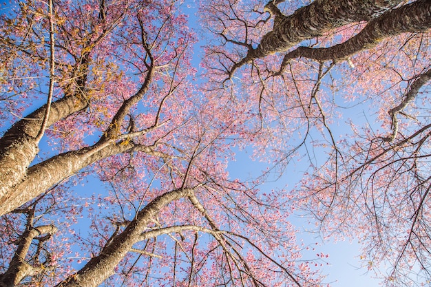 Rosa Kirschblüte-Kirschblütenabschluß oben in Japan