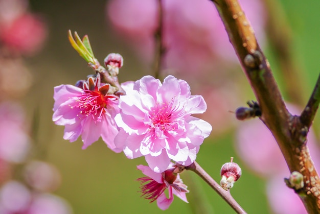 Rosa Kirschblüte mit blauem Himmel