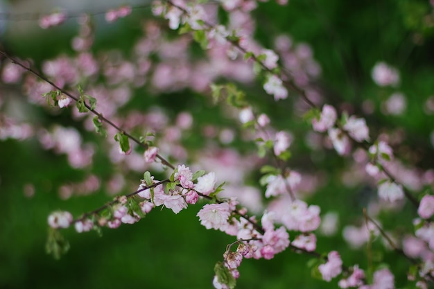 Rosa Kirschblüte oder Sakura-Blume im Frühling.