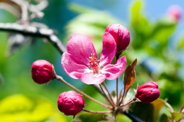 Rosa Kirschblüten im Frühling