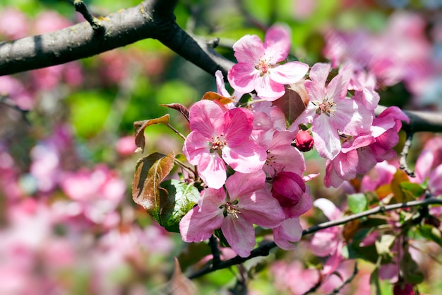 Rosa Kirschblüten im Frühling