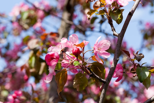 Rosa Kirschblüten im Frühling