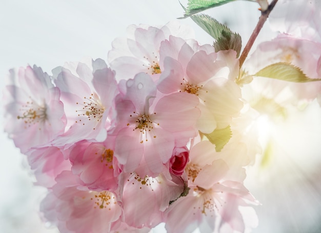 Rosa Kirschblüten in voller Blüte schöner Frühlingshintergrund