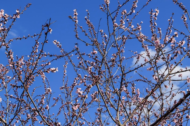 Rosa Kirschblüten-Stadtpark