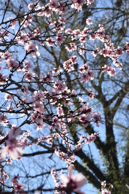 Rosa Kirschblüten-Stadtpark