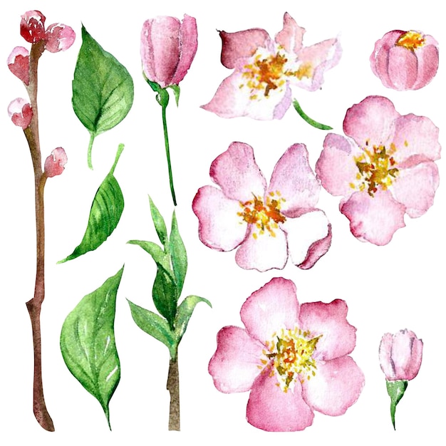 Rosa Kirschblütenzweig in Aquarell gemalt