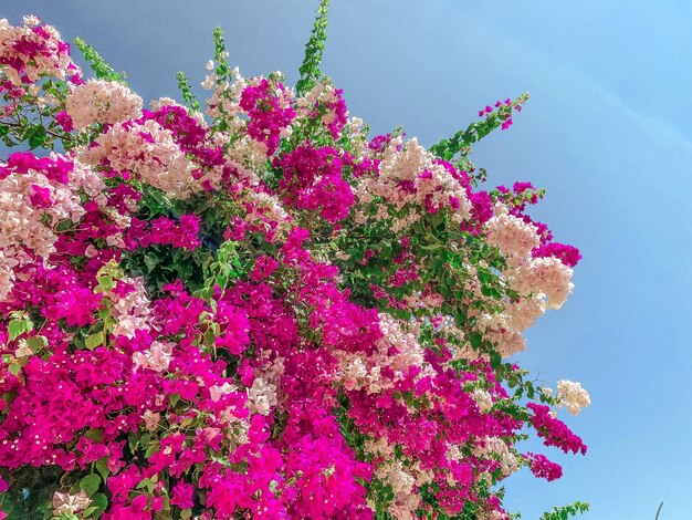 Rosa kleine Blüten an einem großen und voluminösen Baum schöne und elegante Sträucher in Rosa