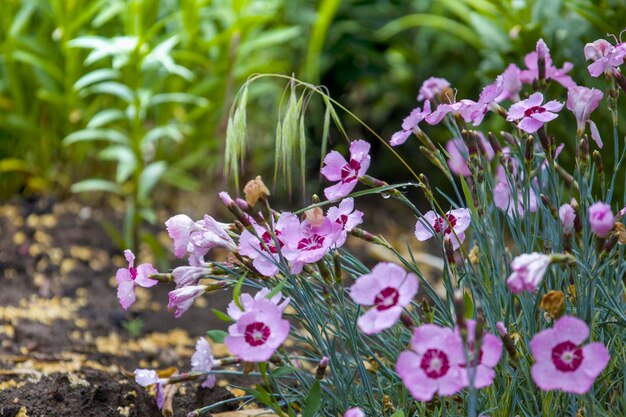 Rosa kleine Blumen Der Hintergrund jedoch unscharf