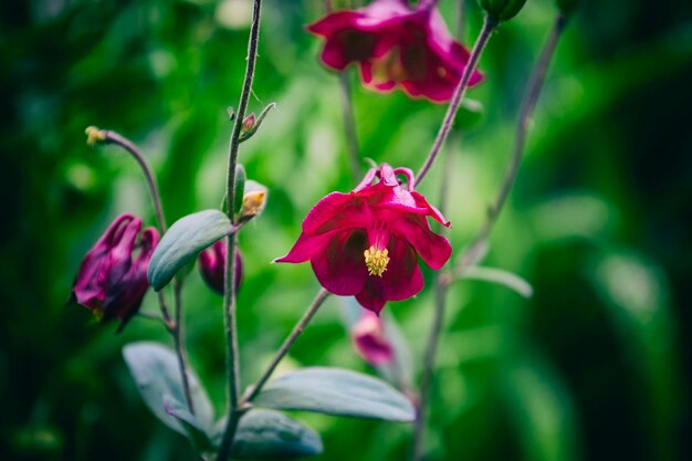 Rosa kleine Blumen Der Hintergrund jedoch unscharf