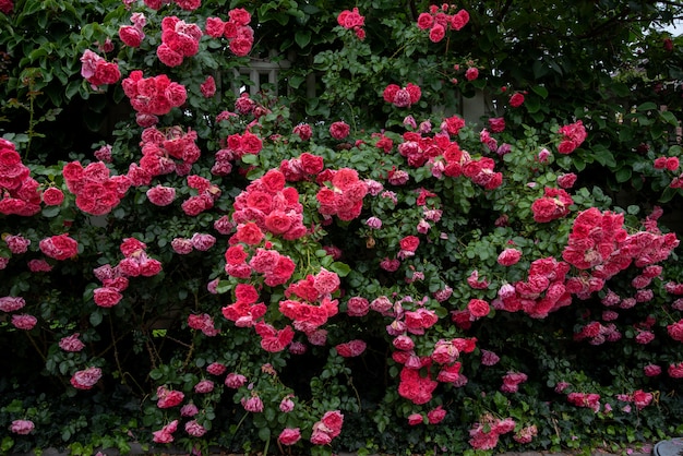 rosa kletternde Rosenbüsche im Garten