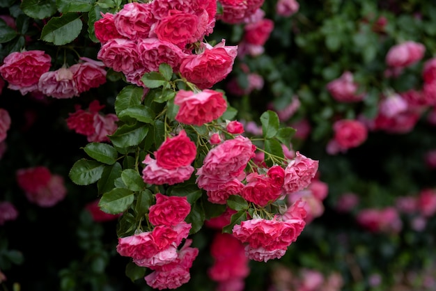 rosa kletternde Rosenbüsche im Garten