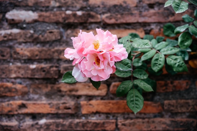 Rosa kletternde Rosenrebe auf orangefarbener Backsteinmauer