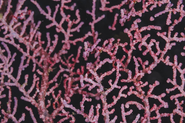 Rosa Korallenmuster Hintergrund