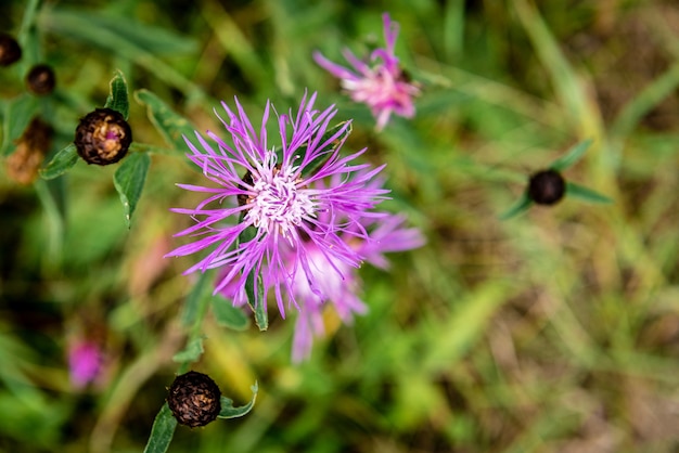 Rosa Kornblume, die im Feld wächst.