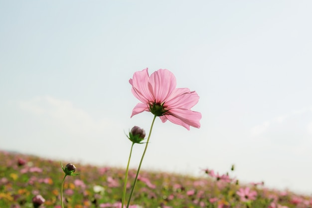 Rosa Kosmos auf Feld am Himmel.