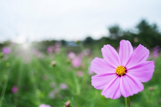 Rosa Kosmos Blumen eingereicht