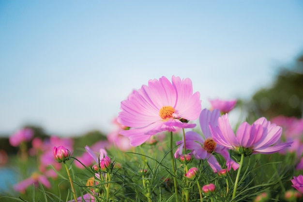 Rosa Kosmos mit blauem Himmel.