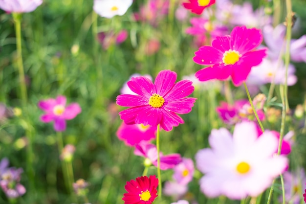 Rosa Kosmosblume, die auf dem Feld blüht, Vintage-Ton