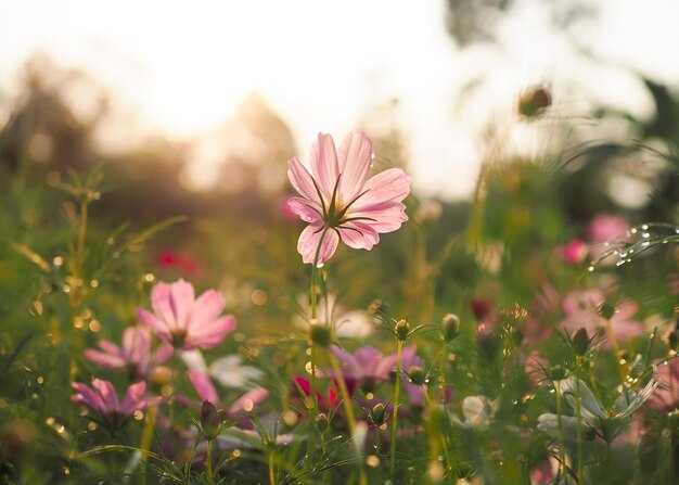 Rosa Kosmosblume im Garten mit Sonnenuntergang