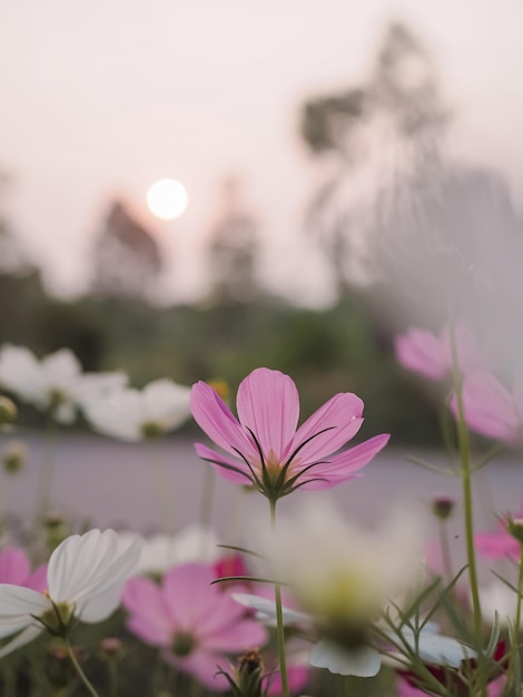 Rosa Kosmosblume im Garten mit Sonnenuntergang