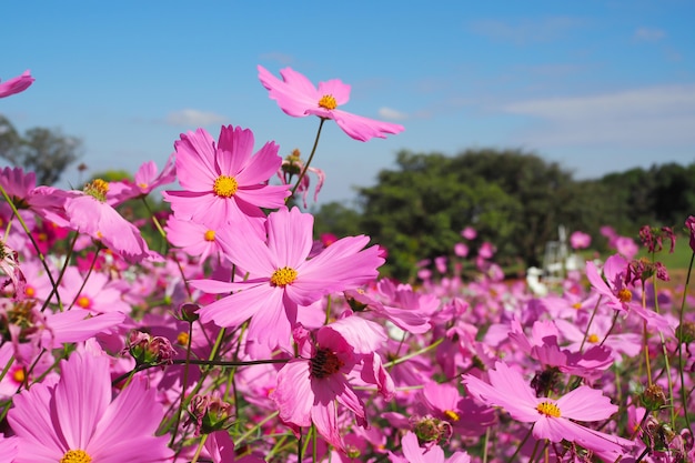 Rosa Kosmosblume mit Grün verlässt im Feldhintergrund