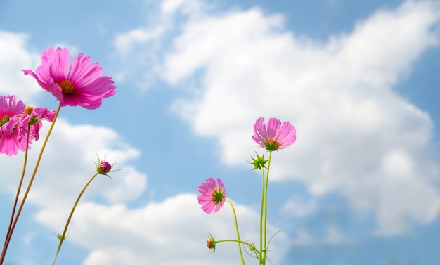 rosa Kosmosblume und blauer Himmel