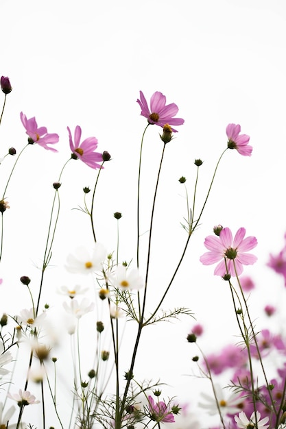 Foto rosa kosmosblumen im garten hautnah