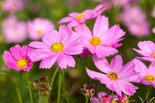 Foto rosa kosmosblumen im garten