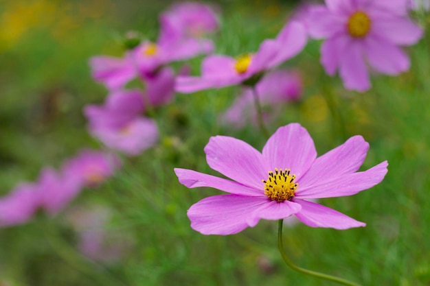 Rosa Kosmosblumen im Garten