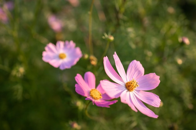 Rosa Kosmosblumen im Garten