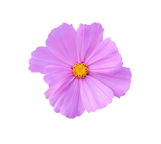 rosa Kosmosblumen in der Nähe