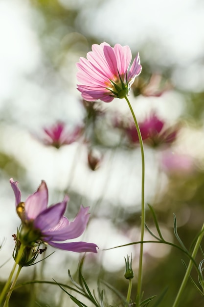 Rosa Kosmosblumen in der Natur.