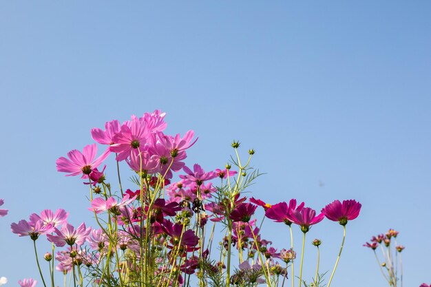 Foto rosa kosmosblumen in voller blüte