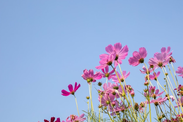 Foto rosa kosmosblumen in voller blüte