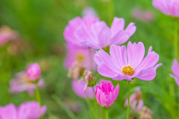 Rosa Kosmosblumen, weicher Fokus