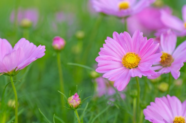 Rosa Kosmosblumen, weicher Fokus