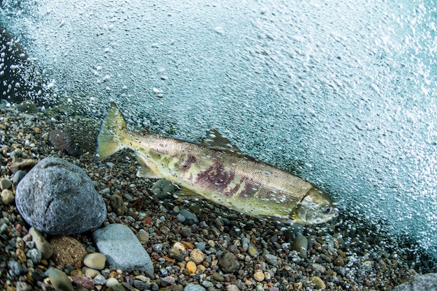 Foto rosa lachse laufen in rausu, hokkaido, japan