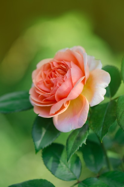 Rosa laranja crescendo no jardim rosa laranja com folhas verdes