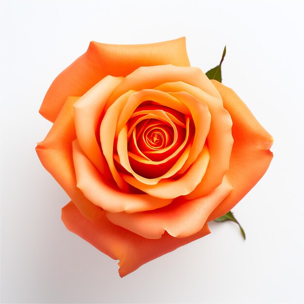 Rosa laranja em fundo branco Planilhas florais geradas por IA