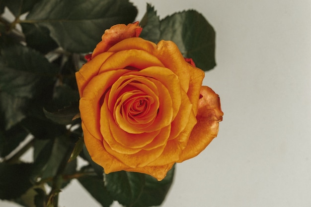 Rosa laranja isolada em um fundo branco. Vista do topo.